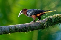 Vlhovec kastanovohlavy - Psarocolius wagleri - Chestnut-headed Oropendola o4435